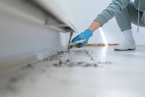 Best Flea Control Services  in Apple Valley, UT